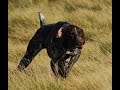 Necon Pet Food - Atletic Dog mangimi per cani
