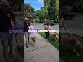 Ever feel like your dog hears you, but chooses not to listen?