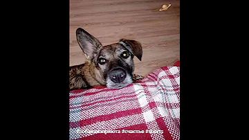 #собакаизприюта #собакавдом #счастье