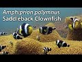 Saddleback clownfish amphiprion polymnus stock footage  pal dv