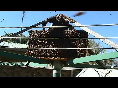 Beekeeping: Clothes Line Swarm Capture.