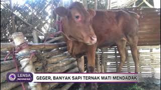Geger, Banyak Sapi Ternak Mati Mendadak
