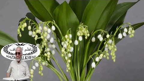 قناة ناظم الخفاف / سورة النازعات لشيخ (سعيد حسين القلقالي رحمه الله)