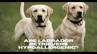 Are Labrador Retrievers Hypoallergenic? | DoggieTalk