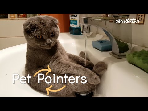 Video: Kočičí zdraví: Příznaky, které byste neměli ignorovat