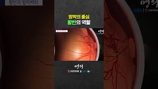 망막이 떨어져도 시력을 지킬 수 있다?👁️