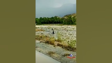 Spectacular Flash Flood in Oman 2017 |Geology of india| #geologyofindia #oman #geology #flash #flood