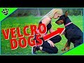 Top 10 Ridiculously Velcro Dogs - Dogs That Won't Leave Your Side