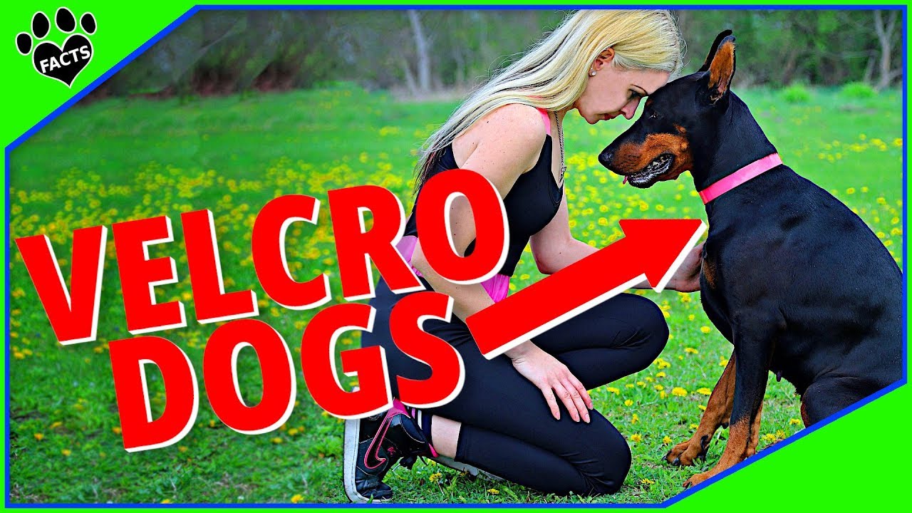 Top Velcro Dogs - 10 Dogs That Won't 