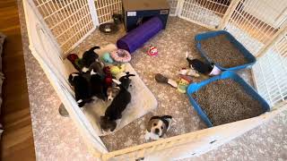 Buddy and Adele pups 6 weeks tomorrow by Cindy Williams 261 views 2 months ago 1 minute, 29 seconds