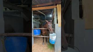 BINTANG MAJA || KUDA CLASS DERBY || KEJURNAS SERI 1 SAWAHLUNTO 2023 #horse #viral #kudapacu