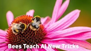 By Design: Nature's Genius Inspiring Tech Innovation