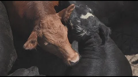 Meet the robot thats making cattle herding safer