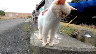 足元でチョロチョロ落ち着かない白子猫がカワイイ