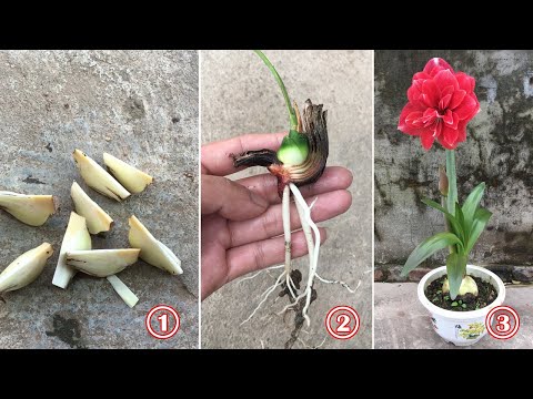 Vídeo: Amaryllis Garden Care: consells per plantar Amaryllis a l'exterior