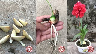 How to propagate amaryllis by root splitting method, fast and easy