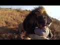 Top 5 Reencuentros de animales con sus cuidadores Parte #2