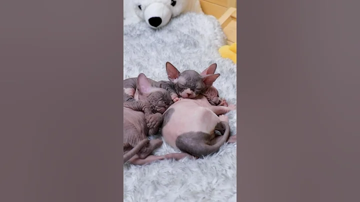 Video 2948701: cat sphynx kitten baby, sphynx kitten cute cat, sphynx cat sounds, little sphynx baby, sleeping sphynx, kitten catching