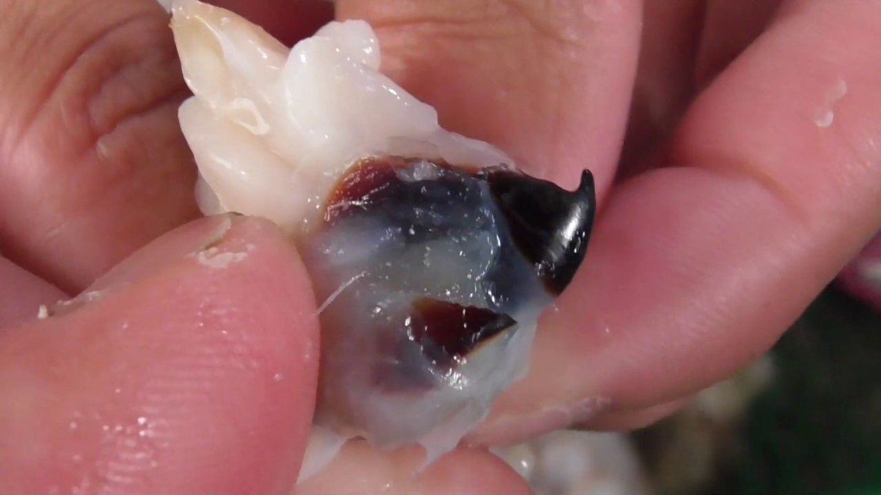 タコの口 カラストンビ タコトンビとも 呼ばれ歯は魚の骨を簡単に砕くほど鋭く 強烈な力があります Youtube