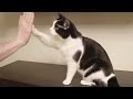 Pusic the cat gives HIGH FIVE !