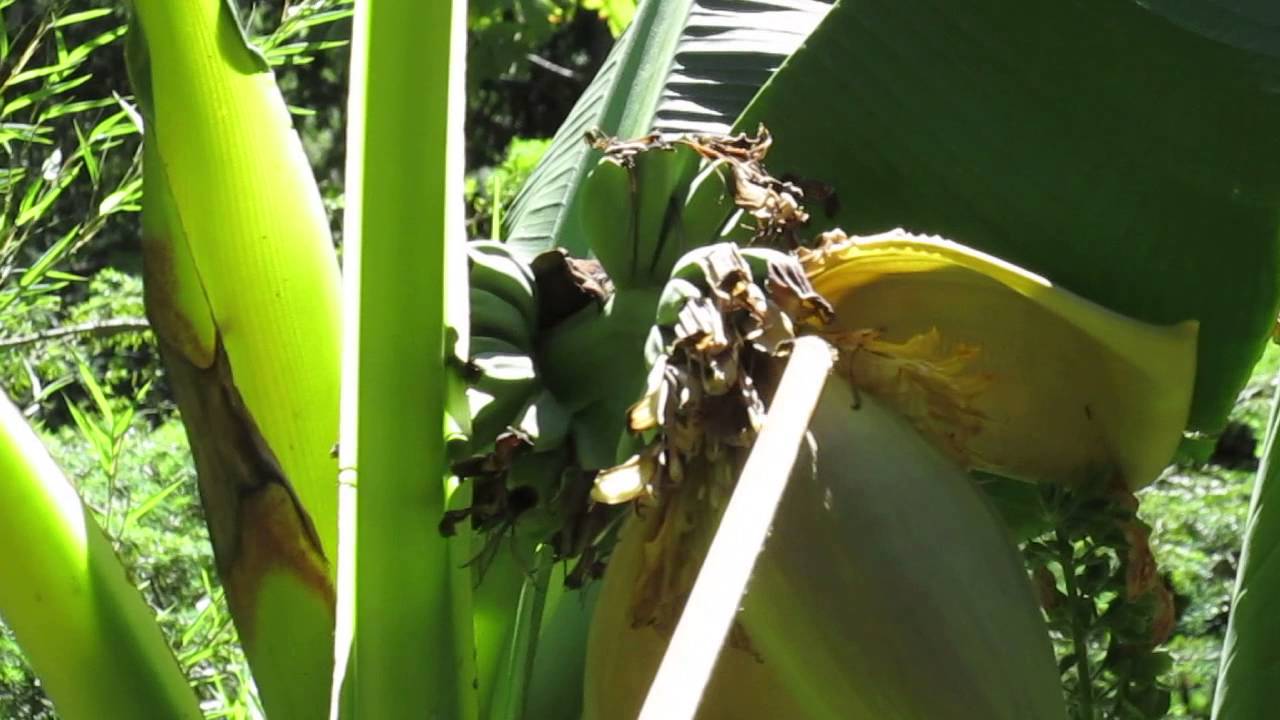 How to Grow Banana Plants in Canada