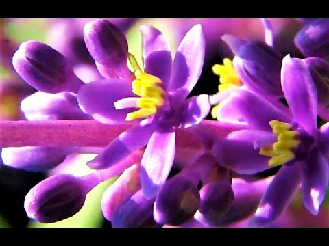 Video: De mest fantastiske planter i verden. Planters fantastiske egenskaber