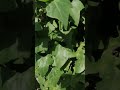 Fibers in green  nature hunt  random  wild  ph  xd flaps tv  shorts youtubeshorts