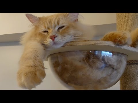 豪快にくつろぐ子猫が可愛すぎましたw【サイベリアン】