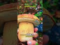 Estos hongos gigantes aparecen escondidos en bosques de China 🍄😳