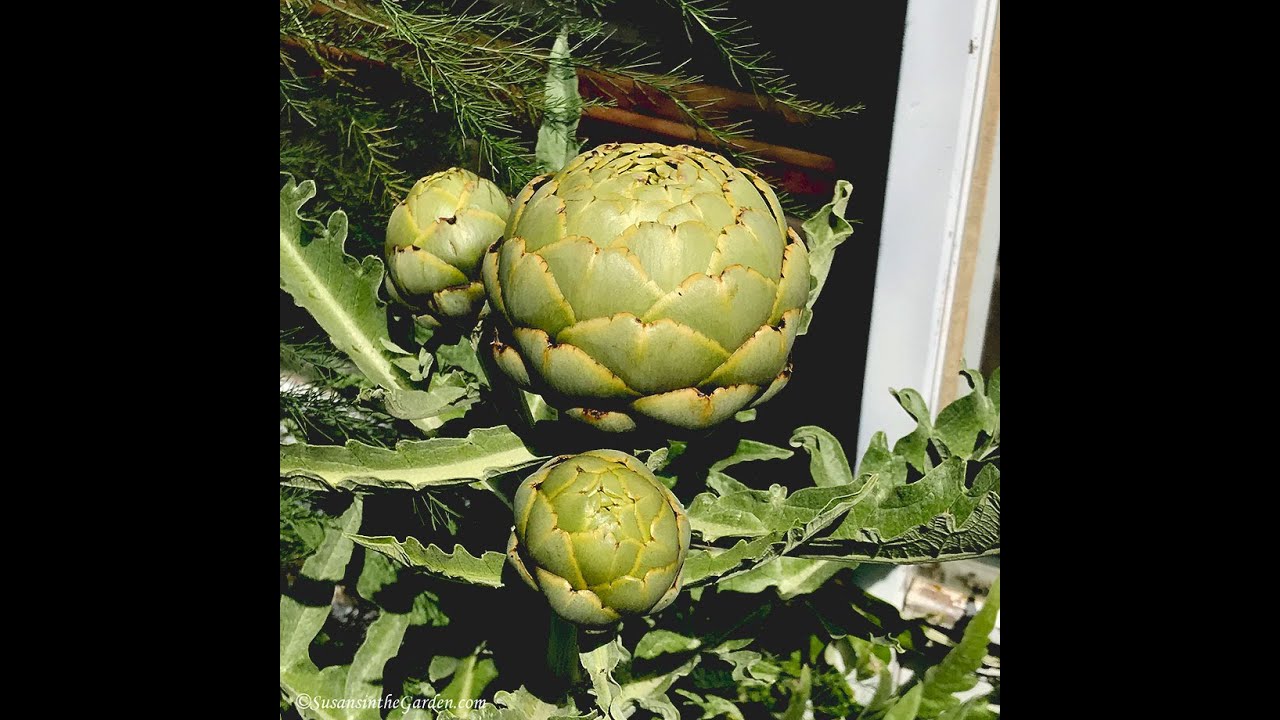 Seed Starting #3: Everyone Can Grow a Garden (2021) #6