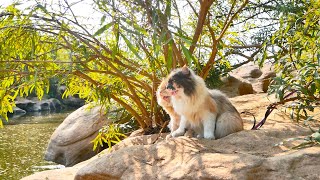 OMG__ Sweetie Mochi & Hamza go to visits NEW waterfall & they're really surprised by VIEWS