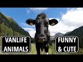 VANLIFE ANIMAL ENCOUNTERS | FUNNY ANIMALS | Vanlife Europe