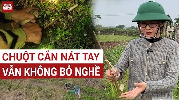 40kg chuột/đêm: Nghề bẫy chuột nuôi sống cả đời người - "Cắn nát tay là chuyện thường" | VTC News