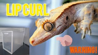 Lip Curl...New Shoe Box Gecko Enclosure Warning!