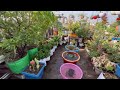 Terrace Garden Overview #sundayvlog #shortvideo #youtubevideo