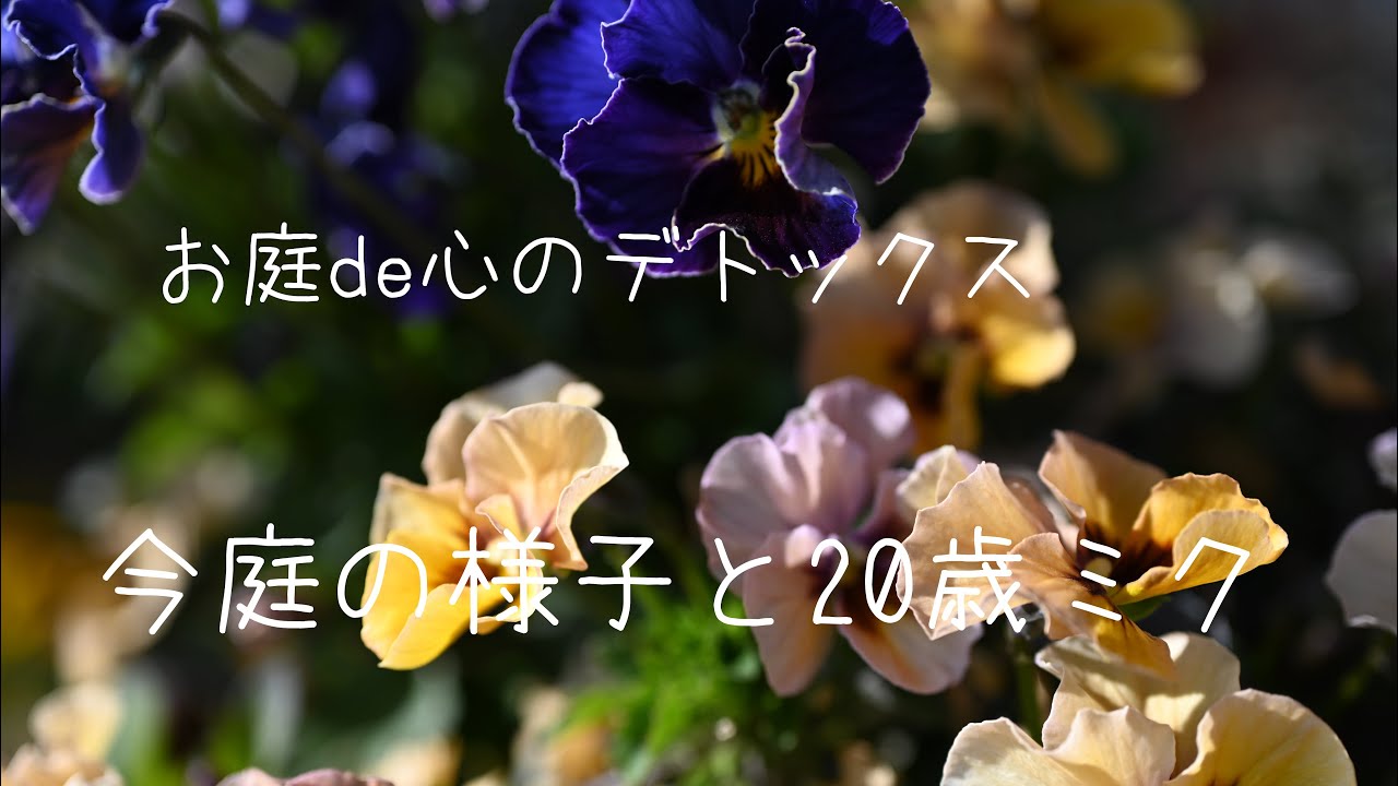 今庭の様子と20歳ミクのこと　引っ越しのこと・・・【2026早春】
