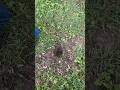 Turtle Nest