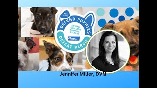 PARVO in DOGS with Jennifer Miller, DVM