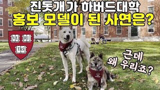 How Korean Jindo Dogs Became Harvard University Dog Models?/Boston/Reactions