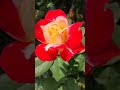 Роза " Юбилей принц Монако "
