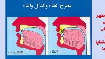 شرح المخارج |  مخرج طرف اللسان | دروس تجويد