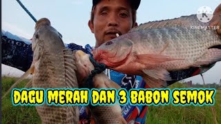 Mancing dapat sidagu merah dan tiga babon montok..!!!#mancingliar #mancingnila #umpanlumuthalus