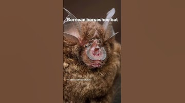 We think all bats are cute. 🥰 some are just more dedicated to the spooky szn theme than others 👻