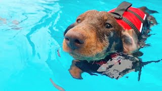 Brothers Atlas and Zeus the Mini Dachshunds having their first private swimming lessons