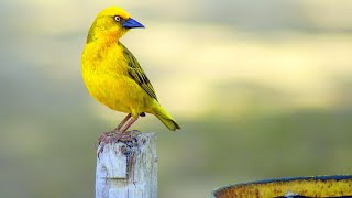 صدای قناری ماده مست در طبیعت بکر برای رلکسیشن  |canary sining