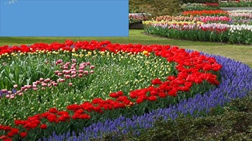 Presentation on Tulip flower