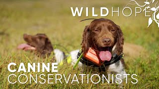 Dogs become wildlife's greatest ally | WILD HOPE