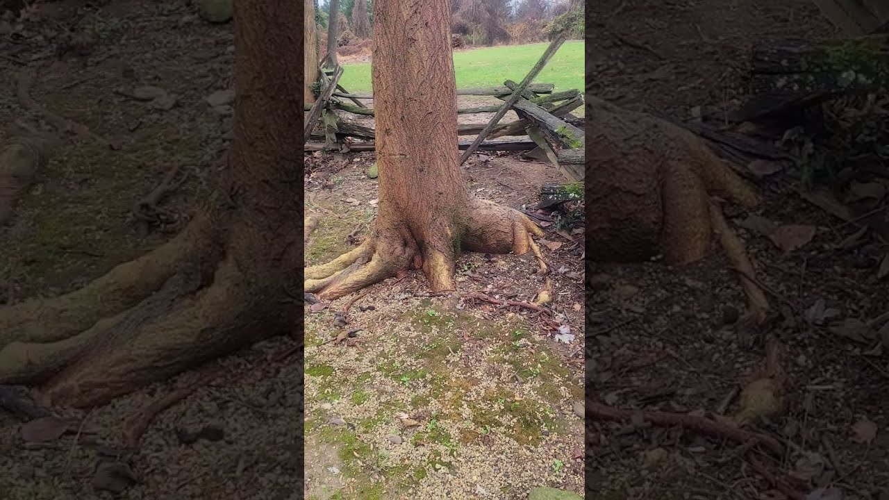 Historic Blenheim. Civil War Interpretive Center.  Fairfax, Virginia