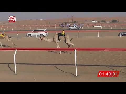 الشوط 16 الذهب لـ راشد محمد بن مروشد 6 21 شارة الديوان 2025 10 25 لقايا الجبيب