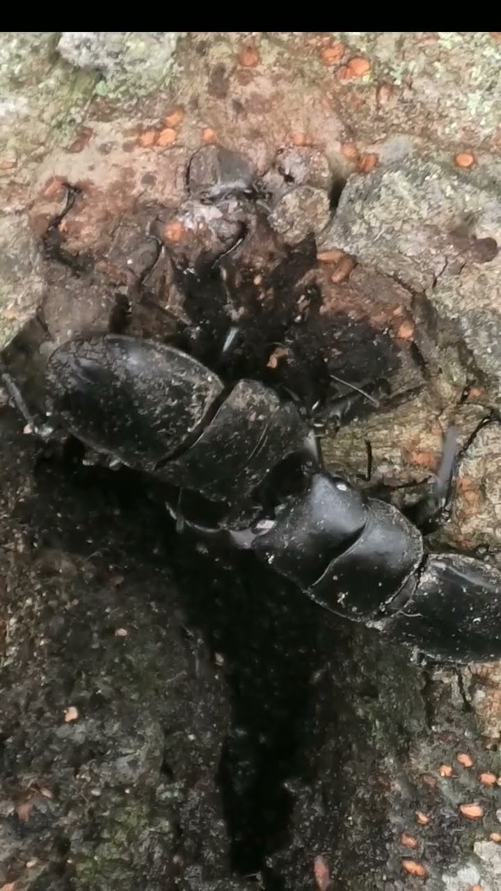 bee removal eight - YouTube